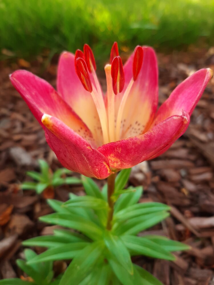 Flower Kate Marlett