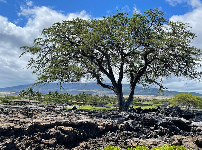 Hawaii Joan Pratt