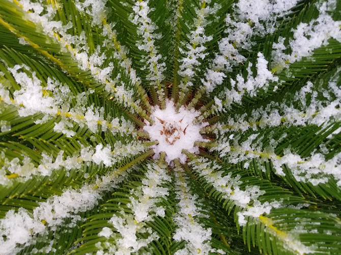 Snowy Palmat Tuscon Christy Strong