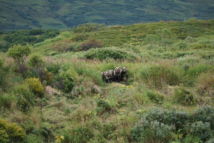 YearlingKodiak Grizzly Bear Cubs Frazer Lake