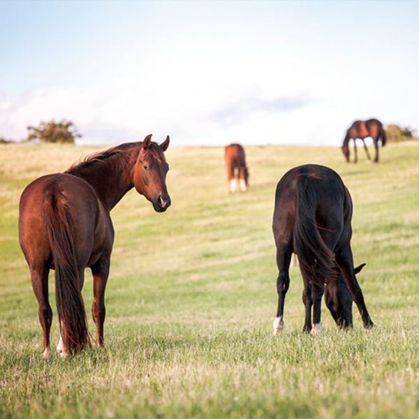 horses